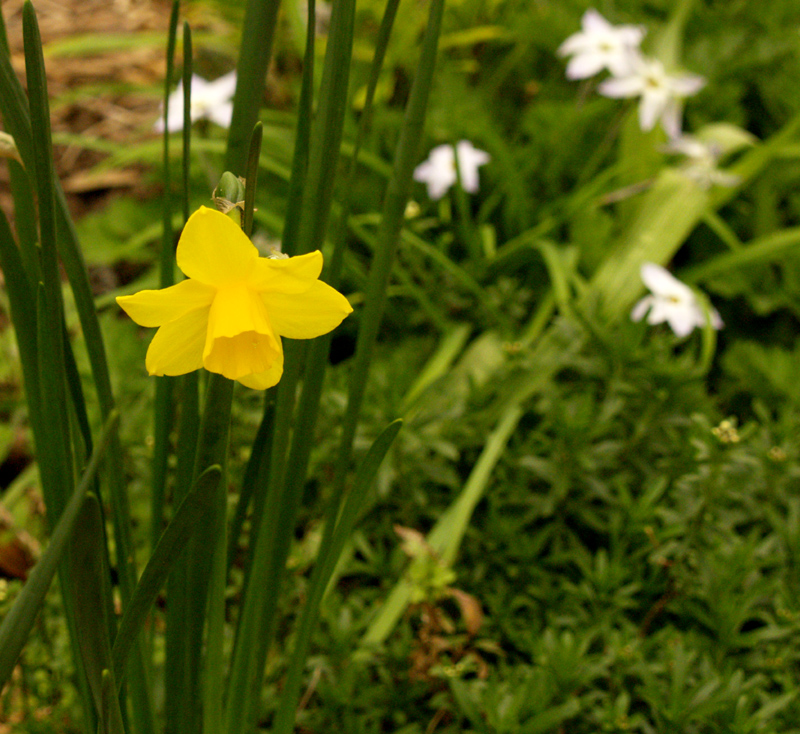 Narcissus 'Sweetness' with spring star flower Narcissus 'Sweetness' with spring star flower