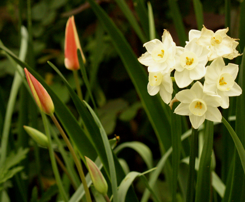 Narcissus with Tulip Tinka