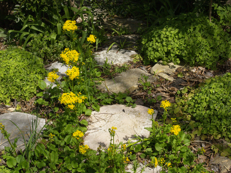 Golden groundsel, Packera obovata 