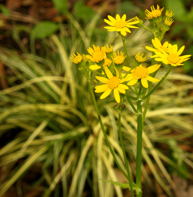 Packera obovata with Carex morrowii Packera obovata with Carex morrowii