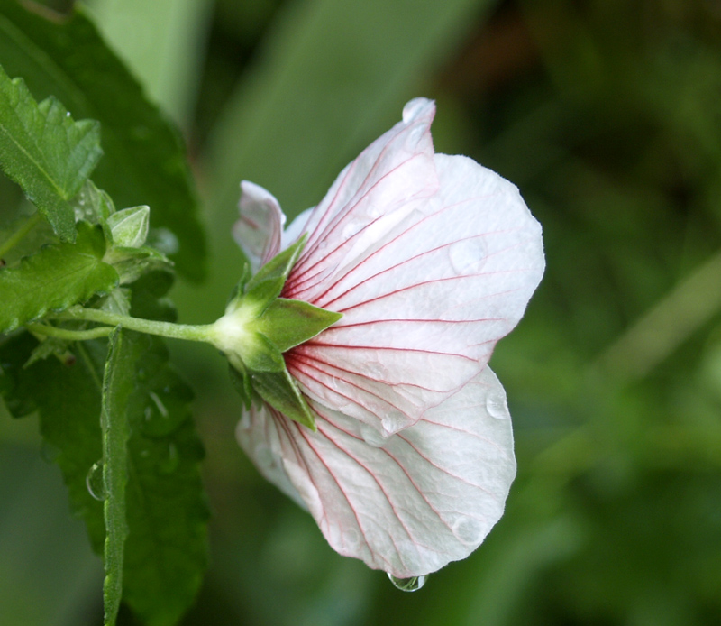 Brazilian rock rose (Pavonia braziliensis)