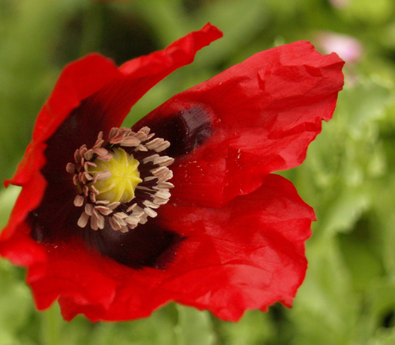 Red and purple poppy 