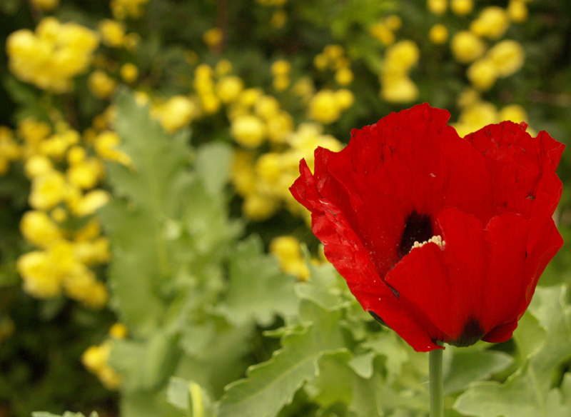 Red poppy with Lady Banks rose