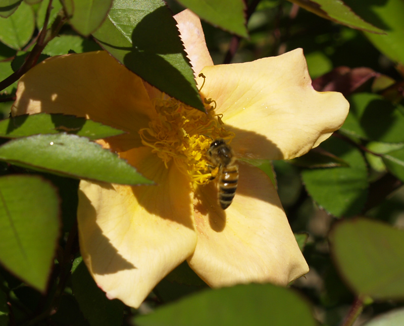 Apricot mutabilis rose with bee Apricot mutabilis rose with bee