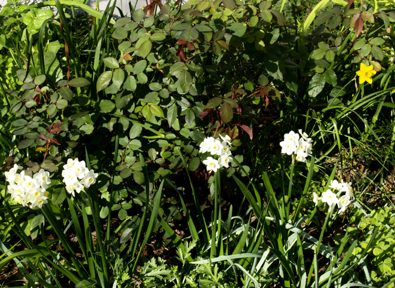 Valentine rose with narcissus