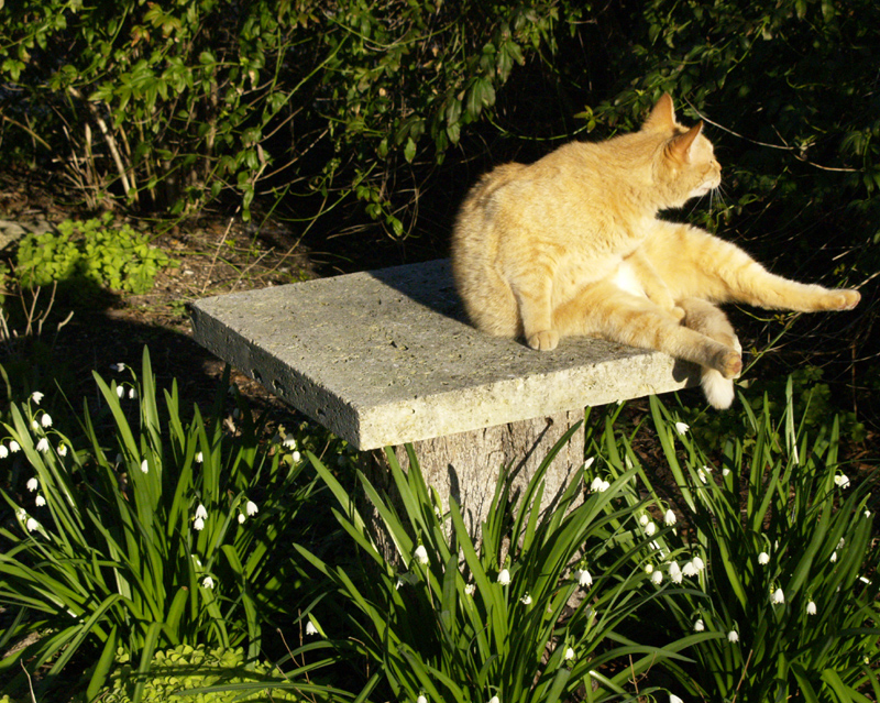 Sam cat on perch with leucojums