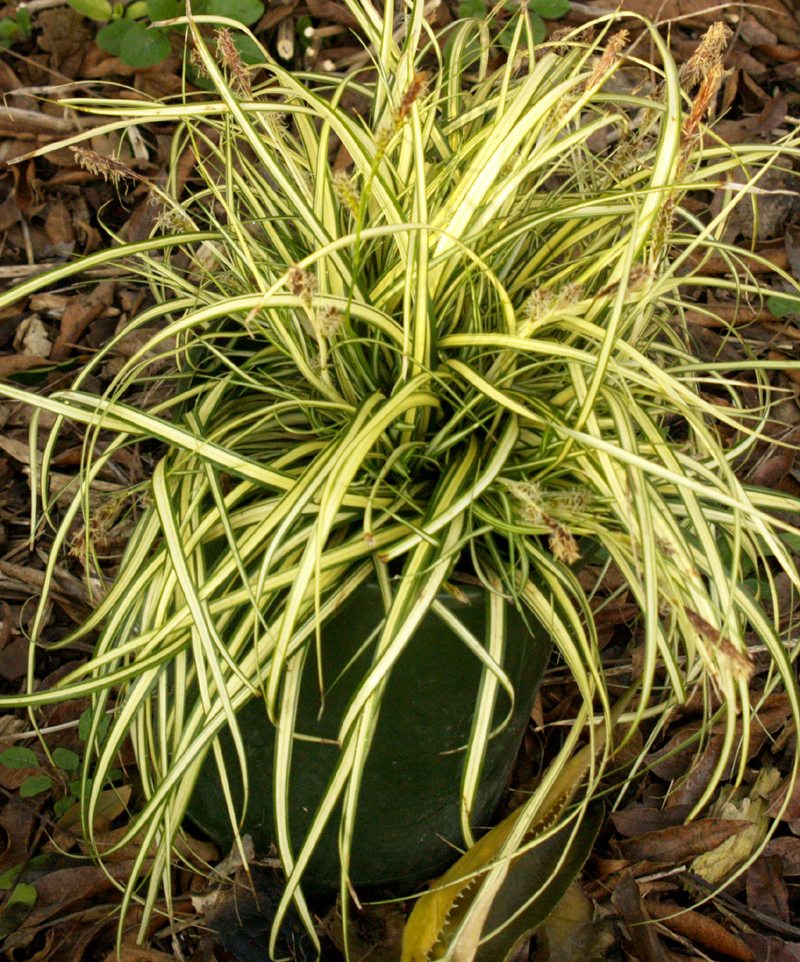 Carex morrowii 'Aurea-variegata' (variegated Japanese sedge) Carex morrowii 'Aurea-variegata' (variegated Japanese sedge)
