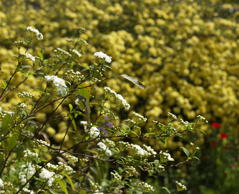 Spiraea with Lady Banks rose