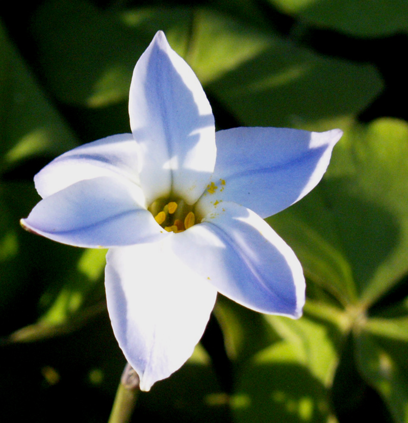 spring starflower (Ipheion uniflorum)