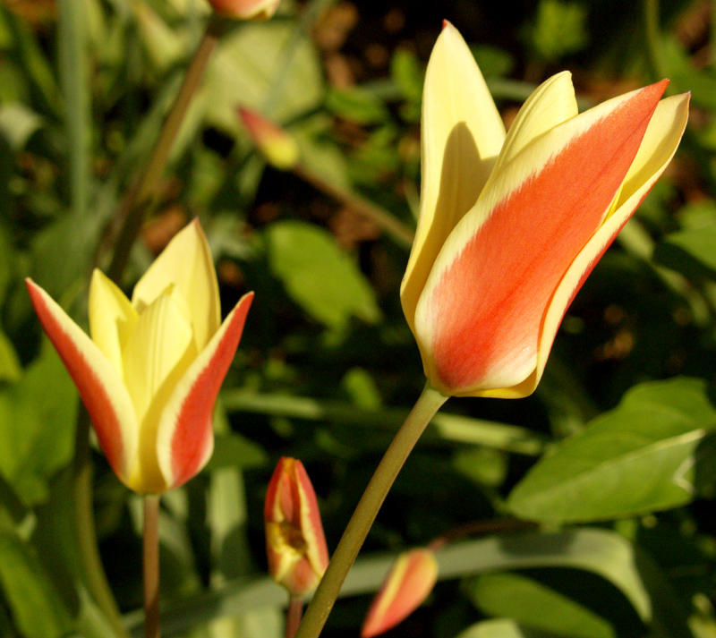 Clusiana tulip 'Tinka' Clusiana tulip 'Tinka'
