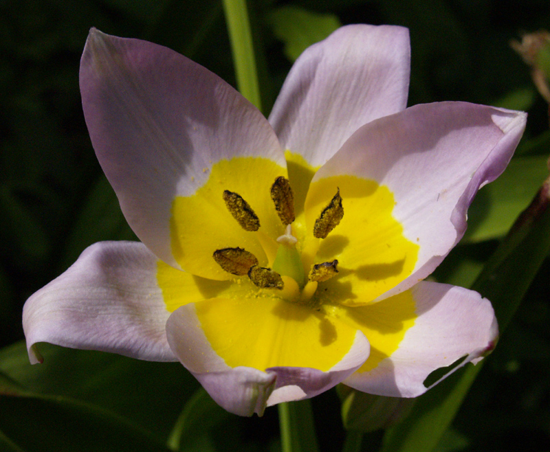 Tulip saxatilis (Tulipa saxatilis) Tulip saxatilis (Tulipa saxatilis)