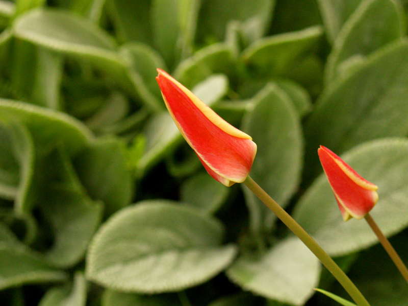 Tulip 'Tinka' with 'Helen von Stein' lambs ears