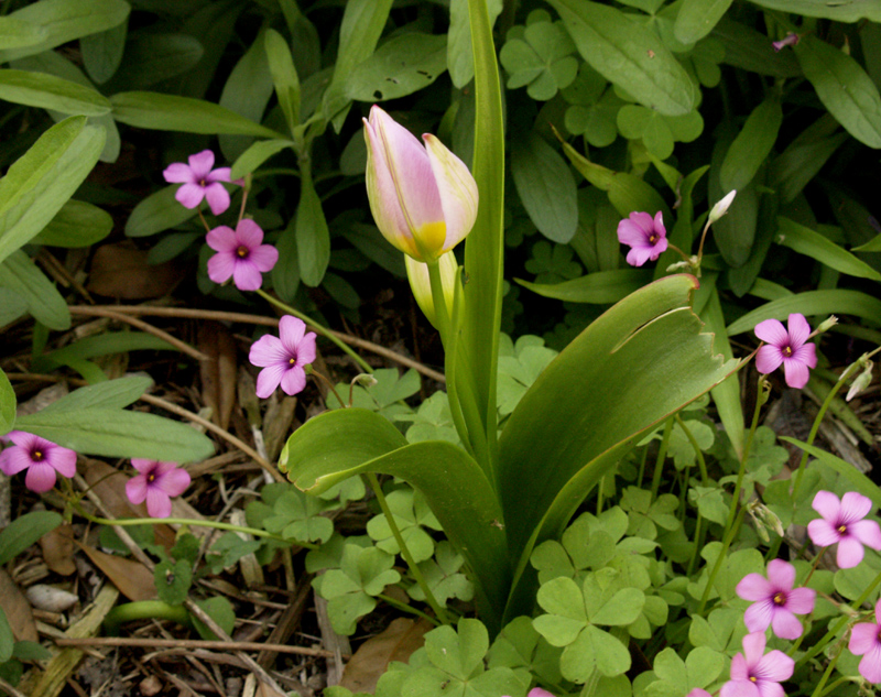 Tulip saxatilis bud and foliage