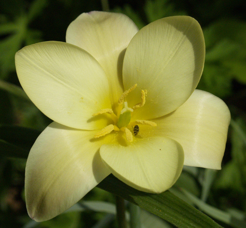 Clusiana tulip 'Tinka' with insect pollinator Clusiana tulip 'Tinka' with insect pollinator