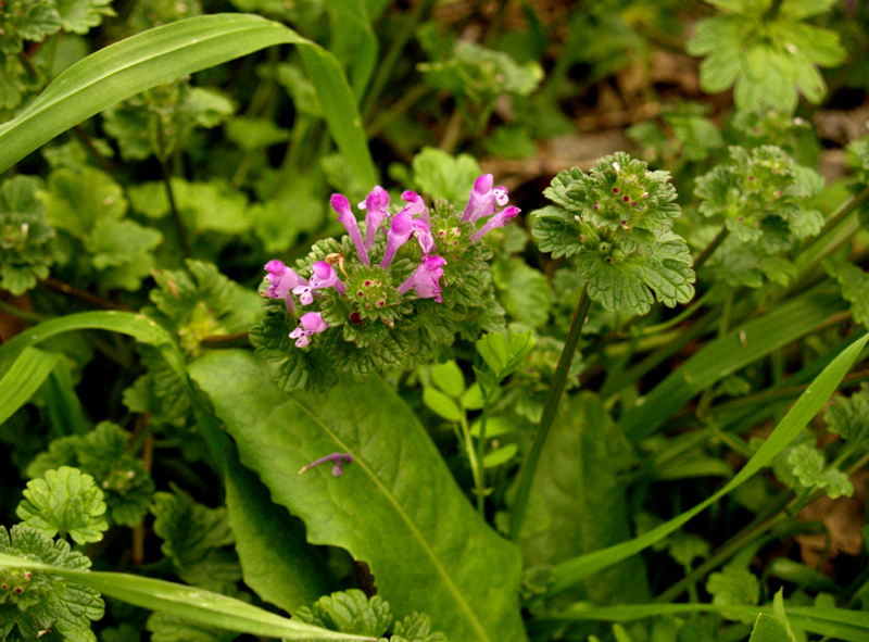 weeds henbit dandelion winter grass