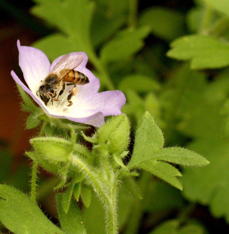 Baby Blue Eyes with bee