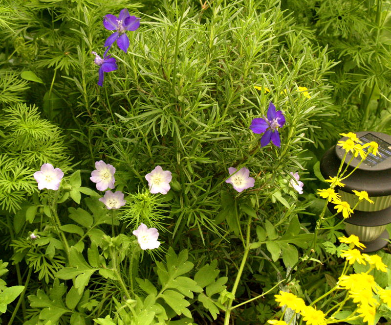 Baby Blue Eyes with golden groundsel and larkspur