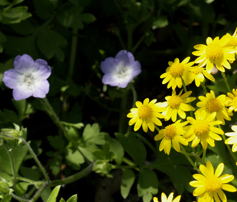 Baby Blue Eyes with golden groundsel Packera obovata