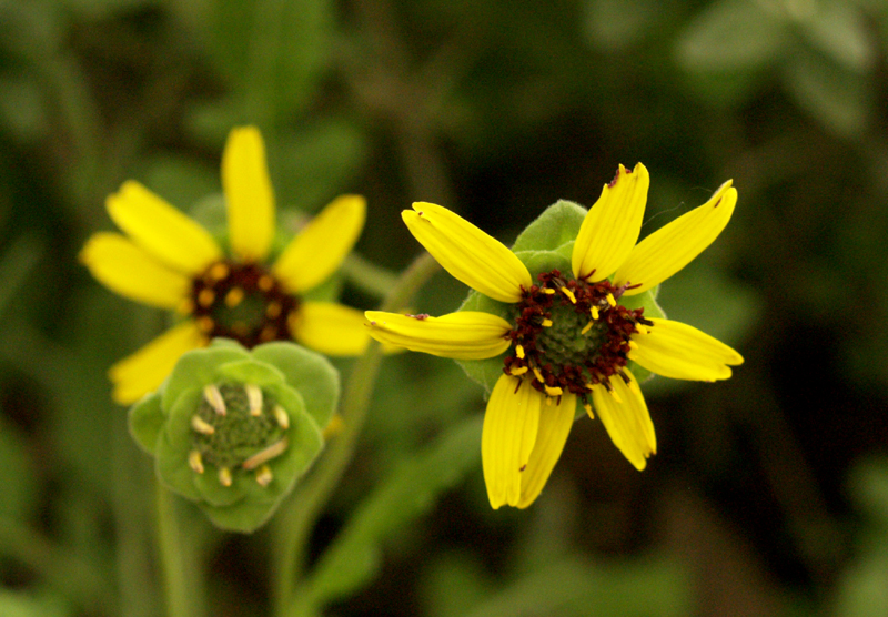 Berlandiera lyrata,chocolate flower