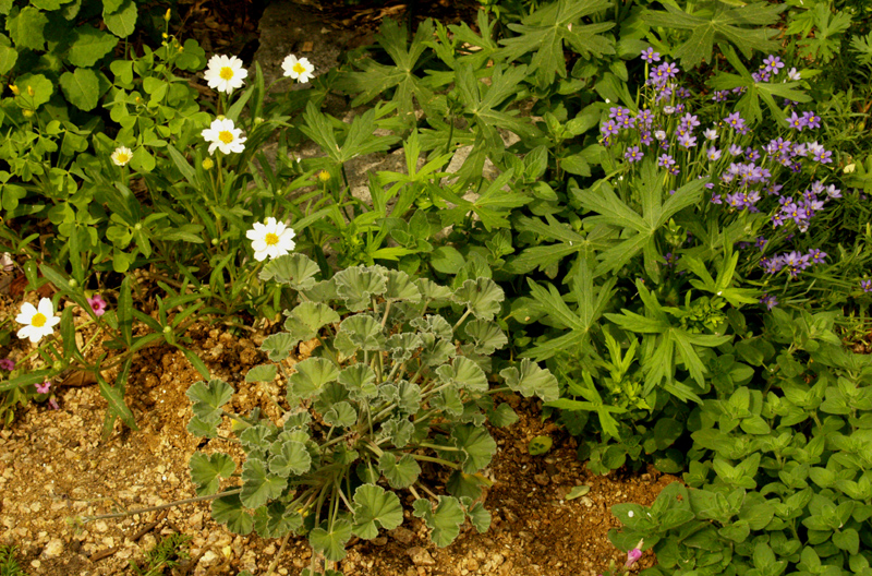 Blackfoot daisy, Pelargonium sidoides, winecup, blue-eyed grass