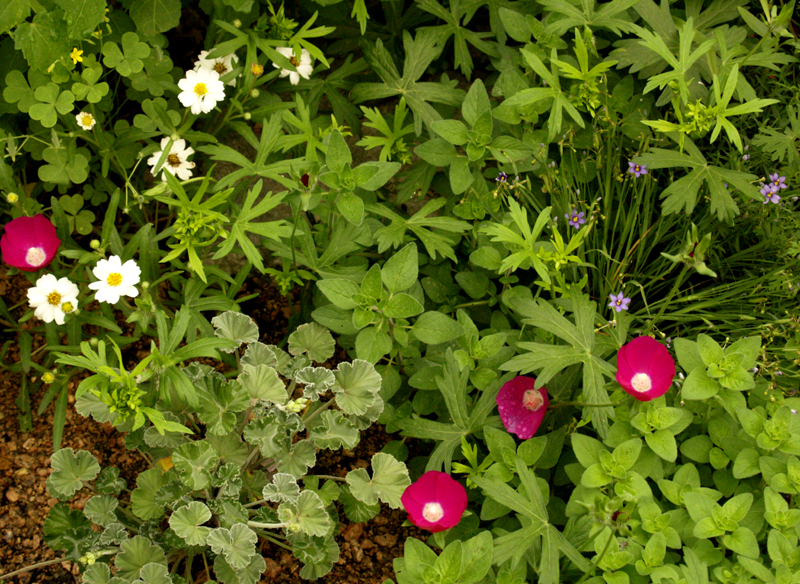 Blackfoot daisy, Pelargonium sidoides, winecups Blackfoot daisy, Pelargonium sidoides, winecups