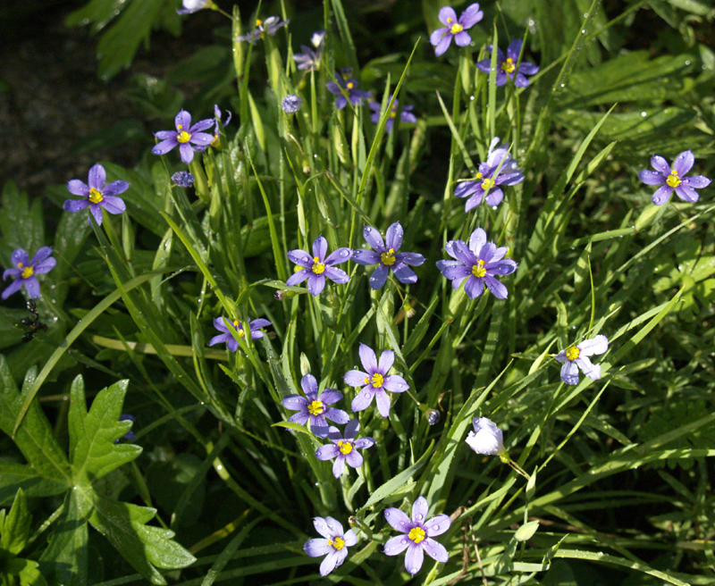 Blue-eyed grass (Sisyrinchium angustifolium) Blue-eyed grass (Sisyrinchium angustifolium)