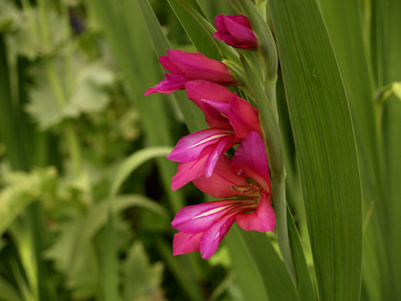 Byzantine gladiolus