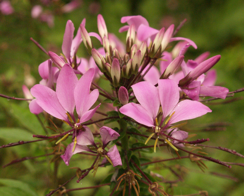 Cleome 'Senorita Rosalita'