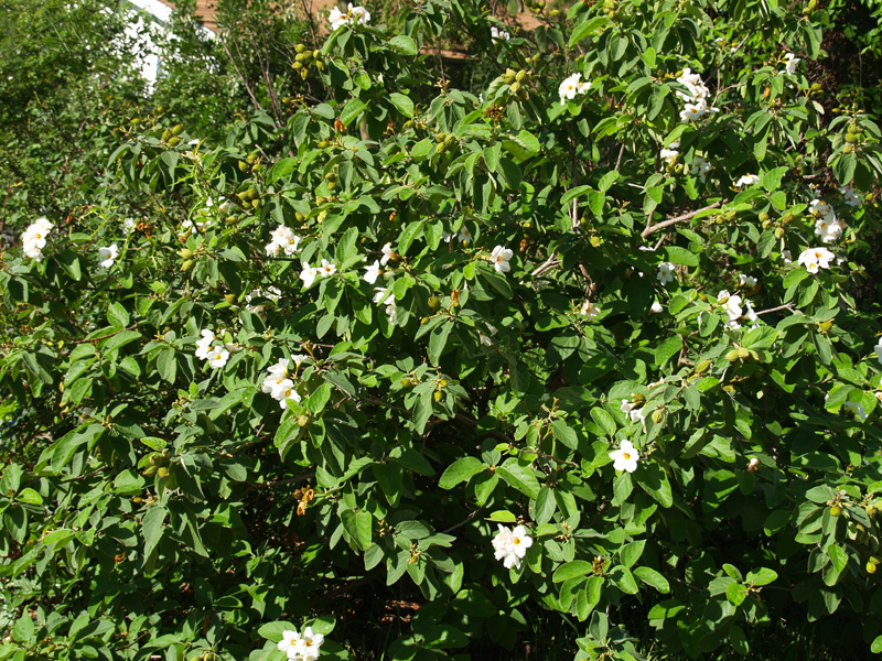 Mexican olive, Texas olive (Cordia boissieri) Mexican olive, Texas olive (Cordia boissieri)