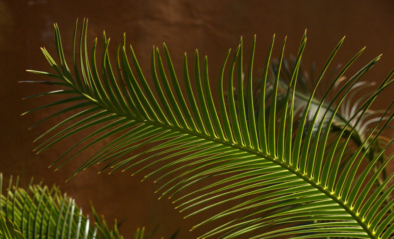 Dioon edule Peckerwood Garden