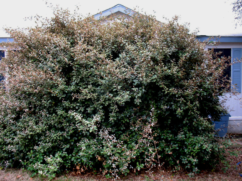 overgrown shrub eleagnus