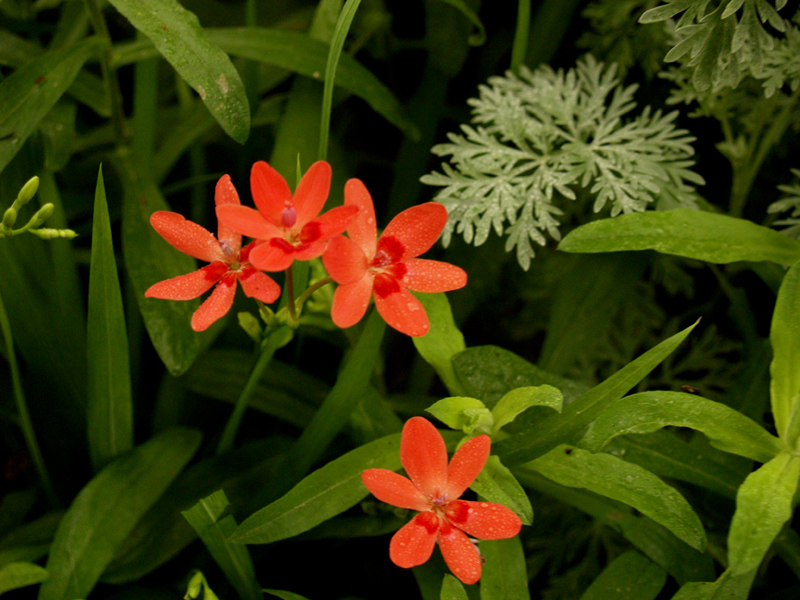 Freesia laxa with artemesia 'Powis Castle' Freesia laxa with artemesia 'Powis Castle'