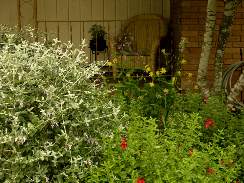 Silver germander, salvia greggii, gulf penstemon, columbine