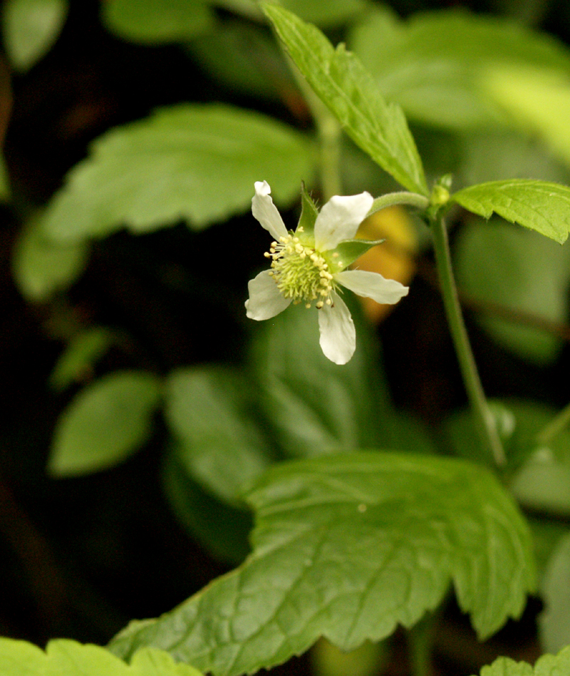 Geum candadense flower (White avens)