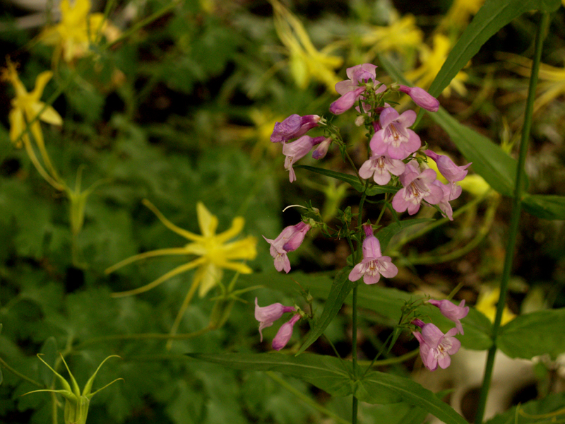 Gulf coast penstemon with columbine Gulf coast penstemon with columbine