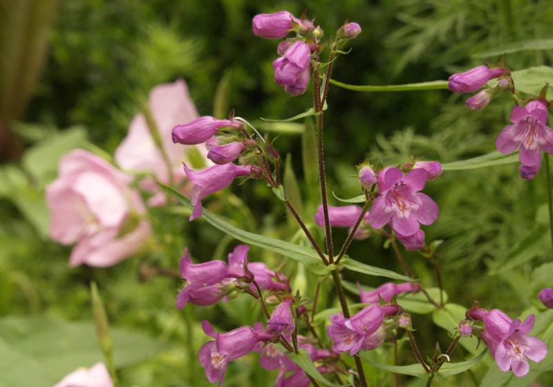 Gulf coast penstemon and pink evening primrose