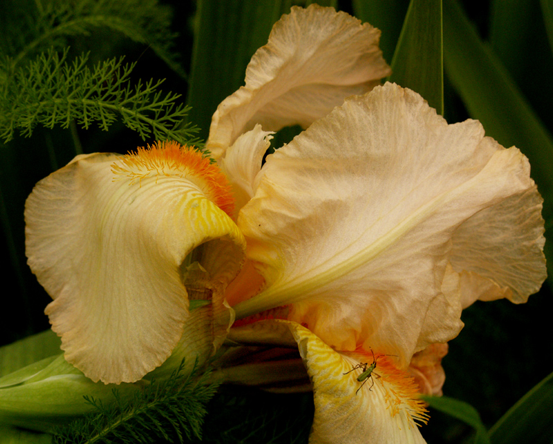 Apricot iris with insect nymph