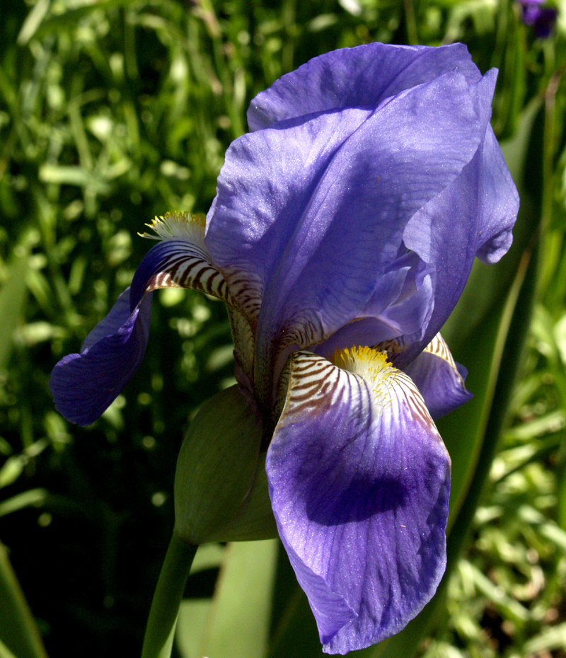 Lavender bearded iris 
