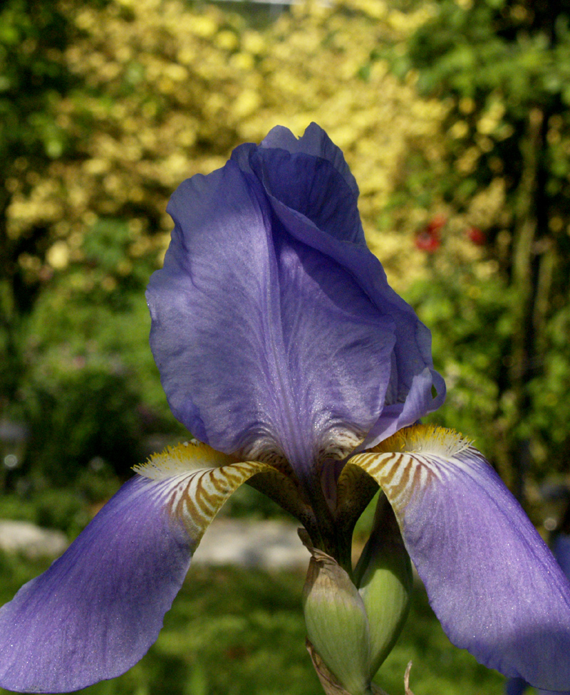 Blue iris with Lady Banks rose Blue iris with Lady Banks rose