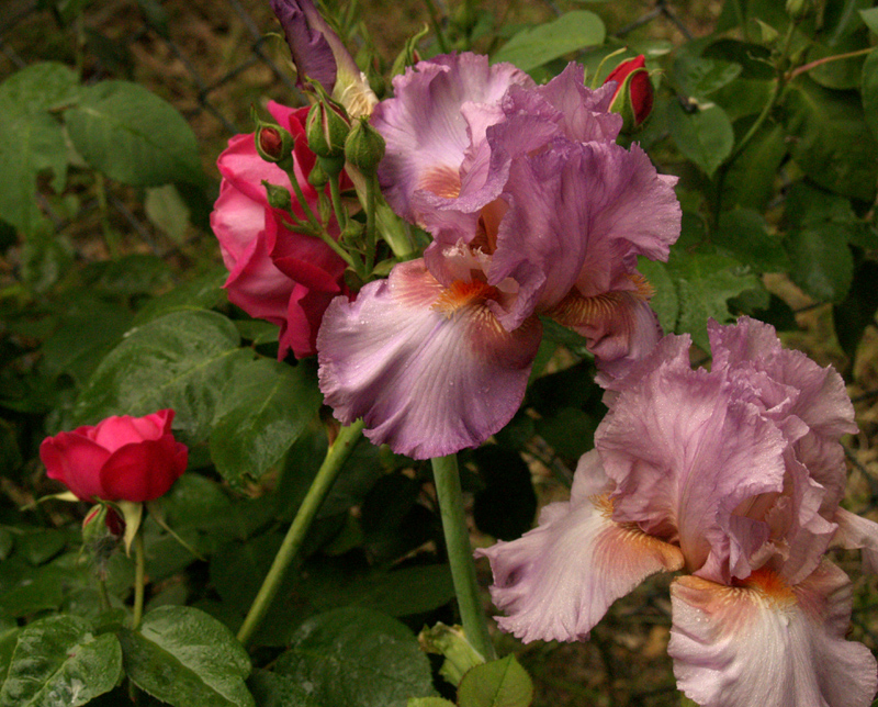 Iris Raspberry Frills and Maggie rose 