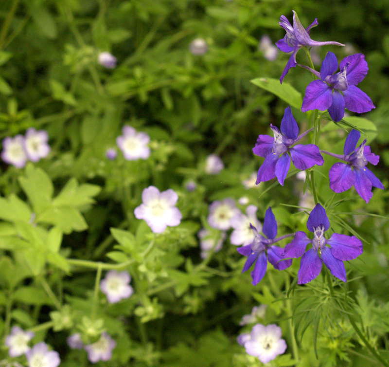 Larkspur with baby blue-eyes