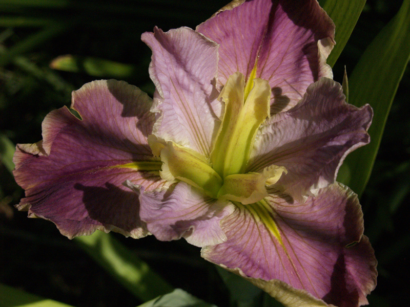 Louisiana iris 