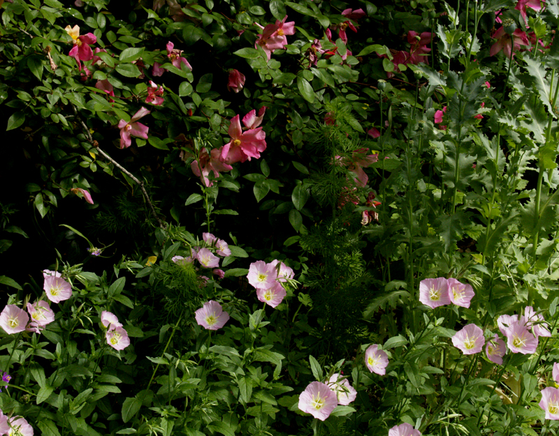 Pink evening primrose with mutabilis rose Pink evening primrose with mutabilis rose