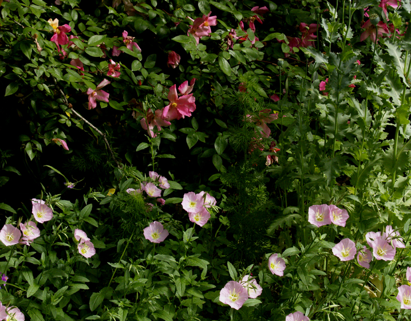 Pink evening primrose with mutabilis rose