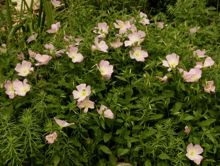 Pink evening primrose Central Texas Gardener