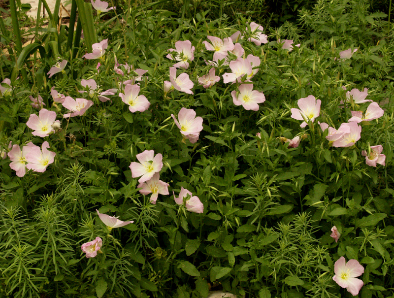 Pink evening primrose