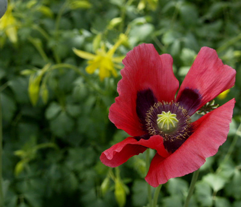 Pink poppy with columbine