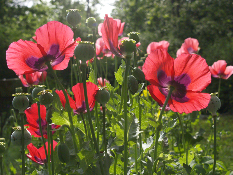 pink poppies