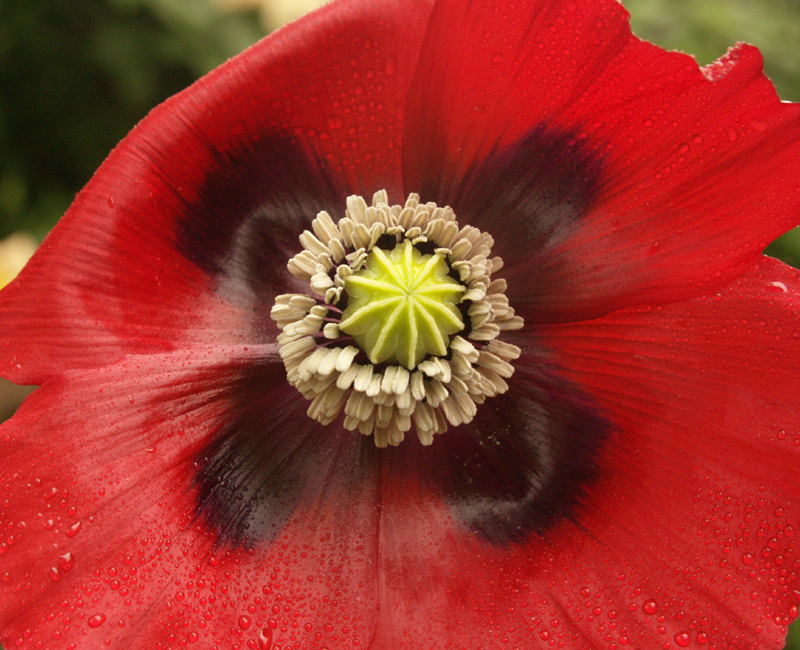 Red poppy