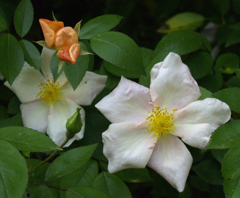 Mutabilis rose in pink stage 